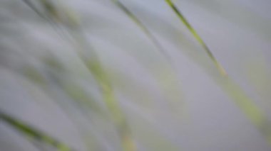 Bir su bitkisinin yeşil yaprakları üzerinde güneşin güzel oyunu