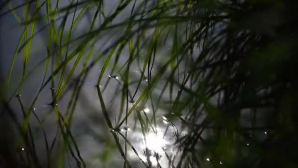 Prachtig Toneelstuk Van Zon Groene Loof Van Een Waterplant — Stockvideo