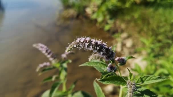 Красиве Цвітіння Річкових Ятних Квітів — стокове відео