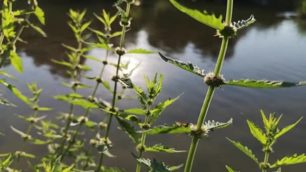 Succulente Foglie Verdi Menta Fluviale — Video Stock