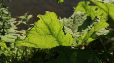 Bir su bitkisinin yeşil yaprakları üzerinde güneşin güzel oyunu