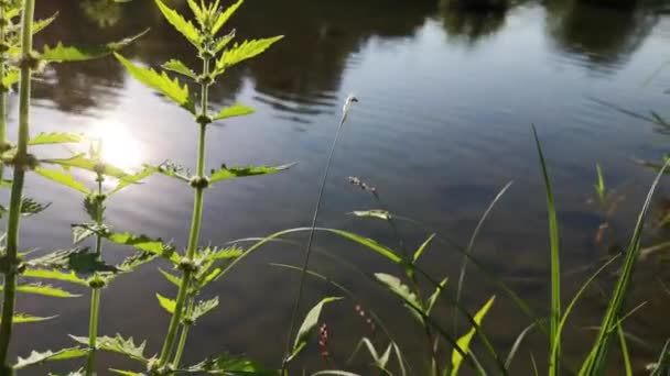Juego Hermoso Del Sol Sobre Las Hojas Verdes Planta Agua — Vídeos de Stock