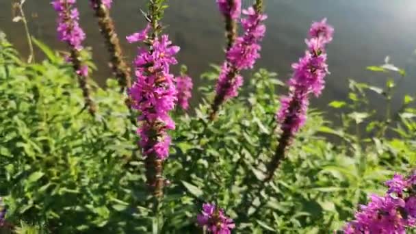 山の川のそばにミツバチと蜂蜜の植物 — ストック動画