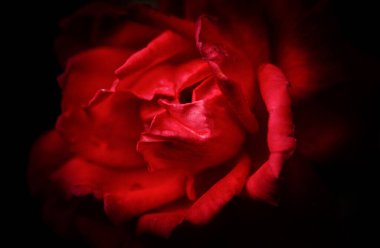 Gecenin Ateşi başlıklı durgun hayat  