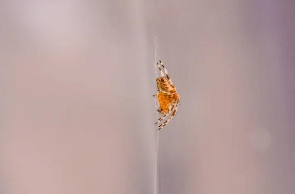 Paesaggio Intitolato Galassia Verticale — Foto Stock