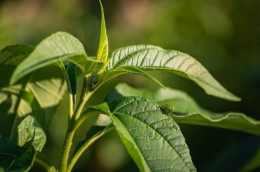 Yeşil böcek yeşil bir sapın üzerinde hareketsiz durur.