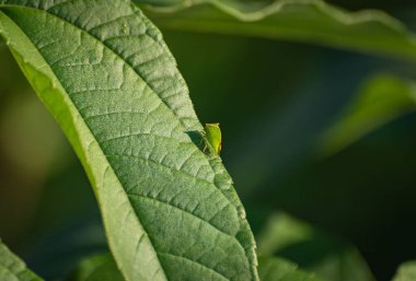 Yeşil böcek yeşil bir sapın üzerinde hareketsiz durur.