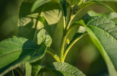Yeşil böcek yeşil bir sapın üzerinde hareketsiz durur.