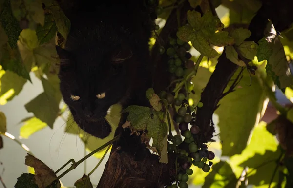 Chat Moelleux Sur Vigne — Photo