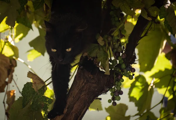 Flauschige Katze Der Rebe — Stockfoto