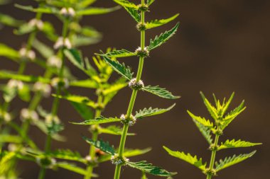 Nane şekerinin sulu yeşil yaprakları