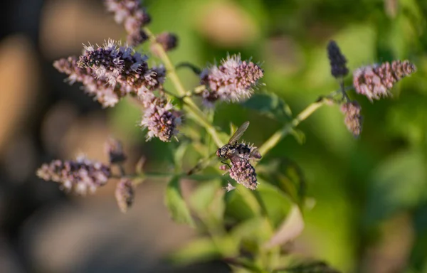 Fly Blooming River Mint — Stock Photo, Image