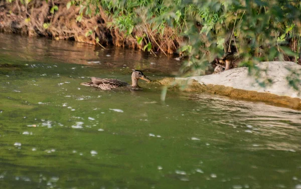 野鸭在山河上游泳 — 图库照片