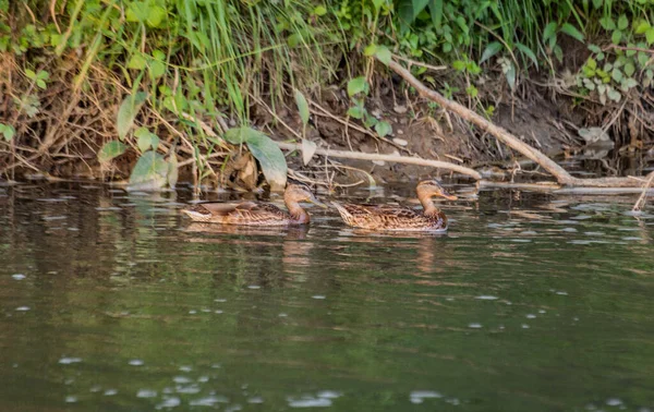 Canards Sauvages Nagent Sur Une Rivière Montagne — Photo