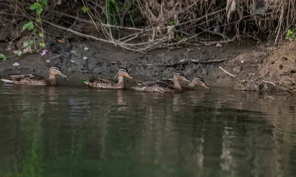 Vahşi ördekler bir dağ nehrinde yüzerler