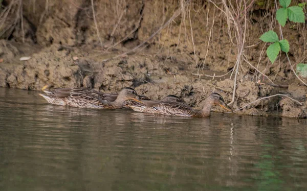 Canards Sauvages Nagent Sur Une Rivière Montagne — Photo