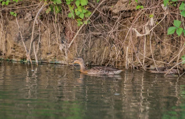 Canards Sauvages Nagent Sur Une Rivière Montagne — Photo