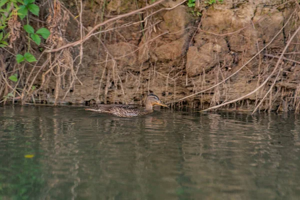 Canards Sauvages Nagent Sur Une Rivière Montagne — Photo