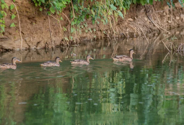 野鸭在山河上游泳 — 图库照片