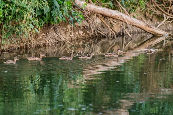 Vahşi Ördekler Bir Dağ Nehrinde Yüzerler — Stok fotoğraf