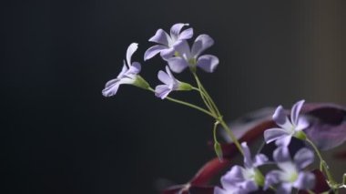 Mor üçgen asitten çiçek açıyor. Yakın plan.