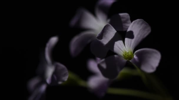 紫色の三角形の酸性の花を閉じる — ストック動画