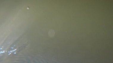 Suyun altındaki dağ nehri.