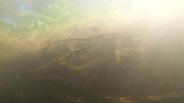 Suyun altındaki dağ nehri.