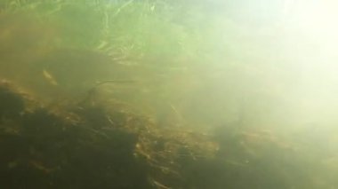 Suyun altındaki dağ nehri.