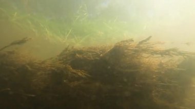 Suyun altındaki dağ nehri.