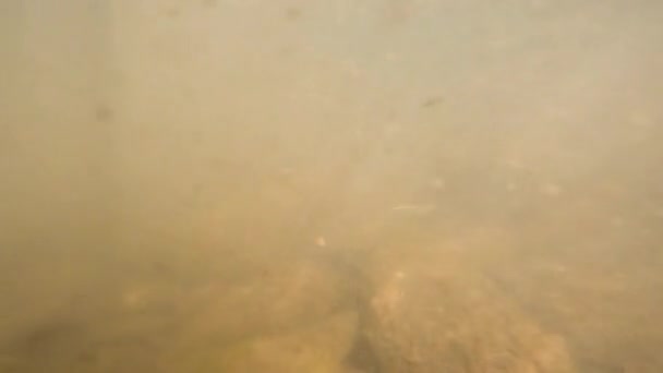 Gebirgsfluss Unter Wasser — Stockvideo