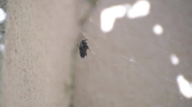 Ağ içinde kocaman siyah bir böcek.