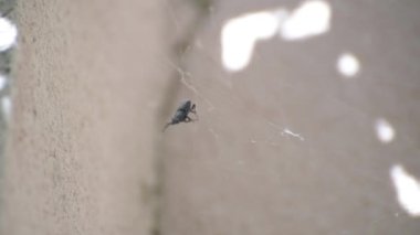 Ağ içinde kocaman siyah bir böcek.