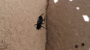 Ağ içinde kocaman siyah bir böcek.