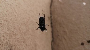 Ağ içinde kocaman siyah bir böcek.