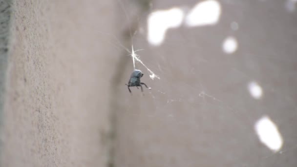 Içinde Kocaman Siyah Bir Böcek — Stok video