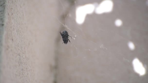 Énorme Scarabée Noir Dans Une Toile — Video