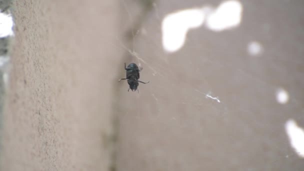 Ein Riesiger Schwarzer Käfer Netz — Stockvideo