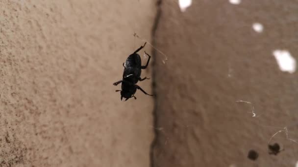 Enorme Escarabajo Negro Una Red — Vídeos de Stock