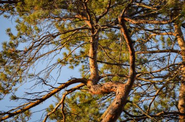 Zorlu çocukluk başlıklı manzara 
