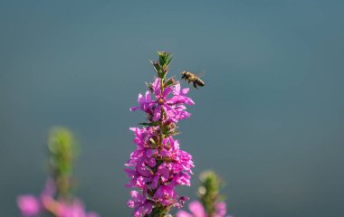 Başlangıçta başlıklı manzara 