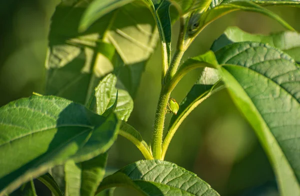 Mini uzaylı başlıklı manzara 