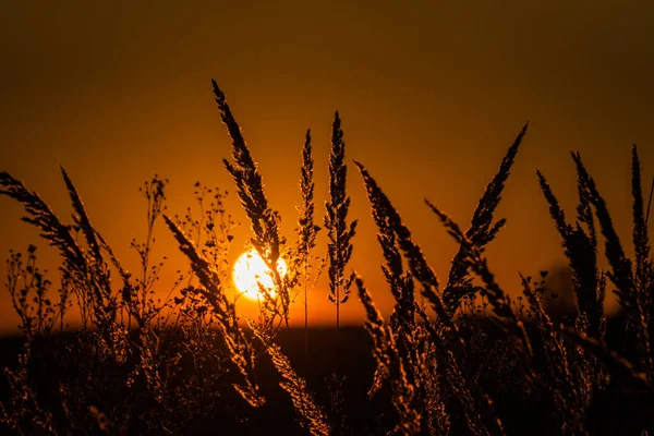 Krásný Obrys Rostliny Při Západu Slunce — Stock fotografie