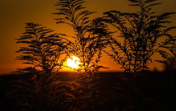 Piękny Kontur Rośliny Zachodzie Słońca — Zdjęcie stockowe