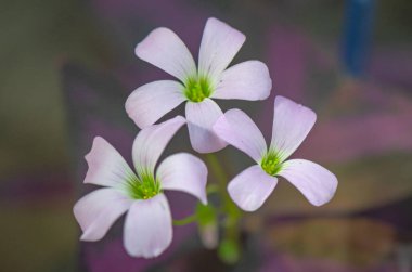 Mor üçgen asitten çiçek açıyor. Yakın plan. 