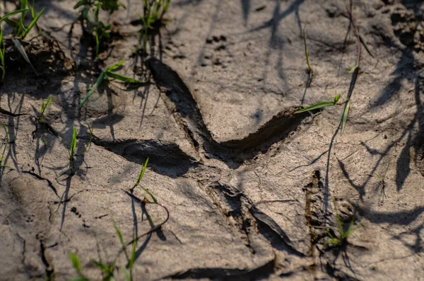 Сухая Текстура Почвы После Дождя — стоковое фото