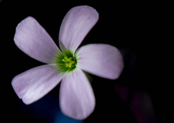 Flor Floreciente Púrpura Triangular Ácido Cerca — Foto de Stock