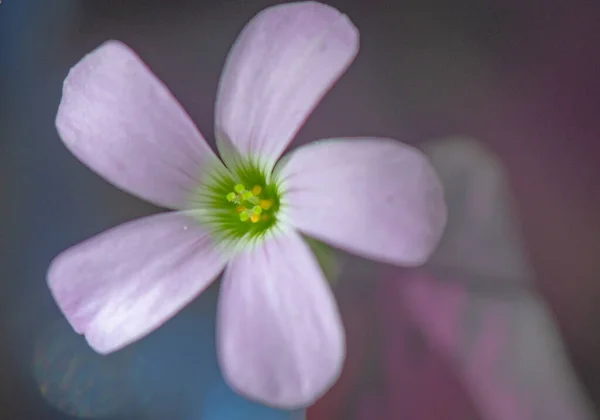 Blooming flower of purple triangular acidic close up