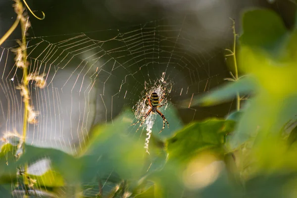 Sol Juega Telaraña — Foto de Stock