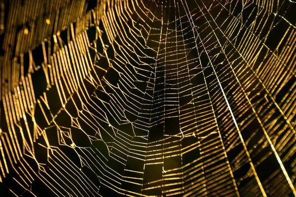 거미의 거미줄에는 — 스톡 사진